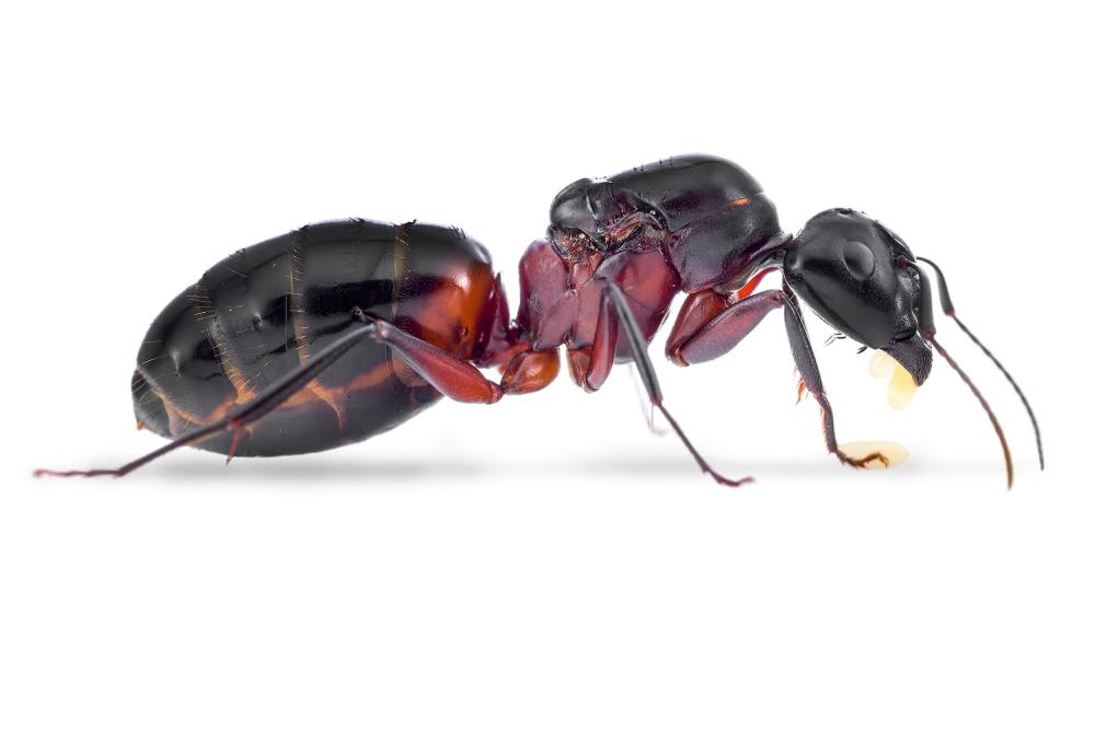 Camponotus ligniperda