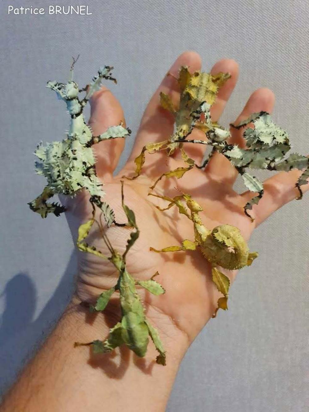 Différentes morphes (lichen)